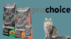 pro choice kedi maması yorumları, pro choice kedi maması kullananlar